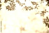 preview sephia