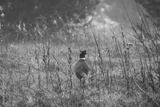 preview bw