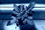 preview cold