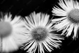 preview bw