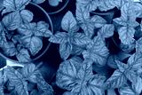 preview cold