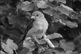 preview bw