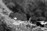 preview bw