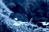 preview cold