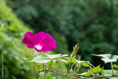 image to crop