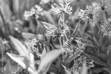 preview bw