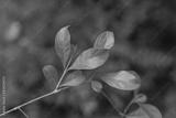 preview bw