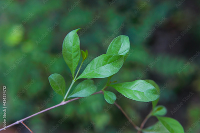 image to crop
