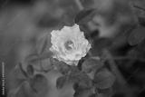 preview bw