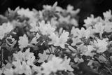preview bw