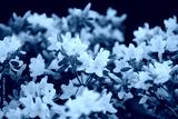 preview cold