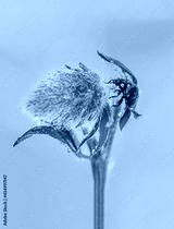 preview cold