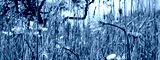 preview cold