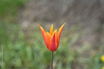 image to crop