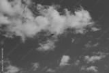 preview bw