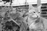 preview bw