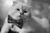preview bw