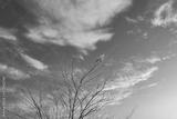 preview bw