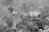 preview bw