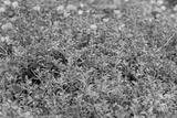 preview bw