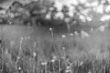 preview bw
