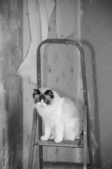 preview bw