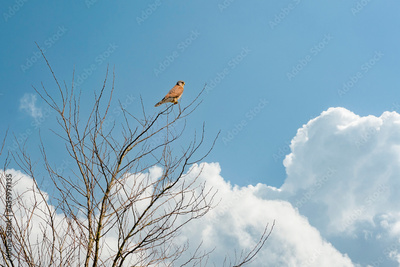 image to crop
