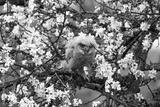 preview bw