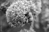 preview bw