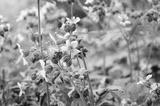 preview bw