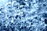 preview cold