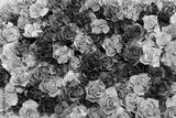 preview bw