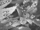 preview bw