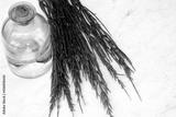 preview bw