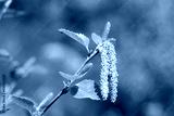 preview cold