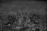 preview bw