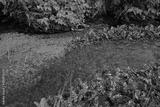 preview bw