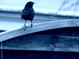 preview cold