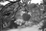 preview bw