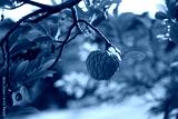 preview cold