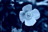 preview cold