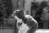 preview bw