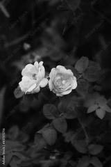 preview bw