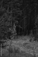 preview bw