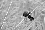 preview bw