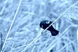 preview cold