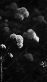 preview bw