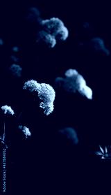 preview cold