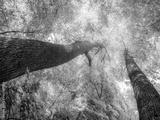 preview bw