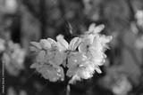 preview bw